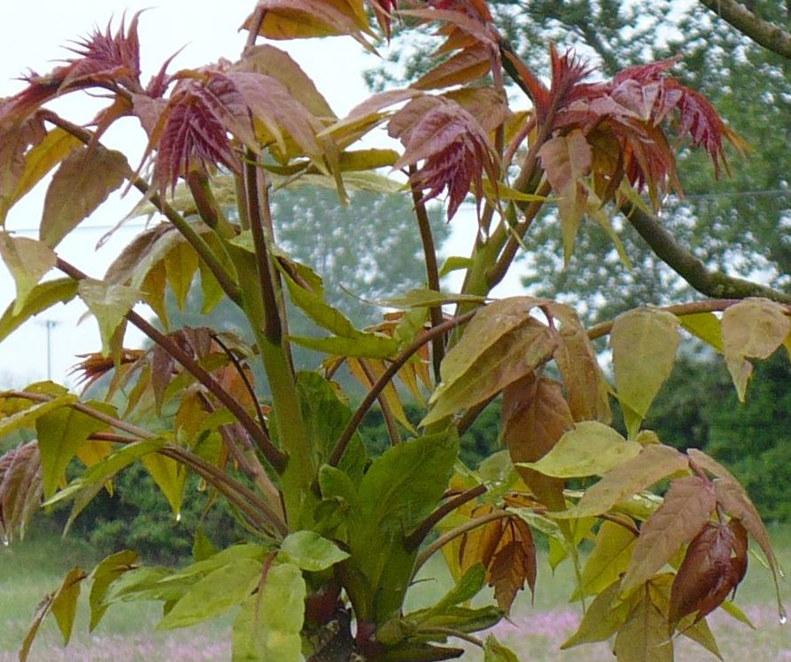 Ailanthus altissima